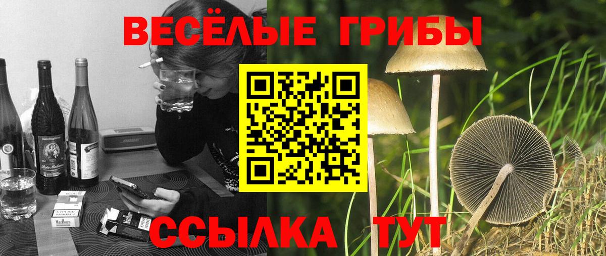 Гатчина  Псилоцибиновые грибы GOLDEN TEACHER  Вход с VPN  Галлюциногенные грибы Magic Shrooms 